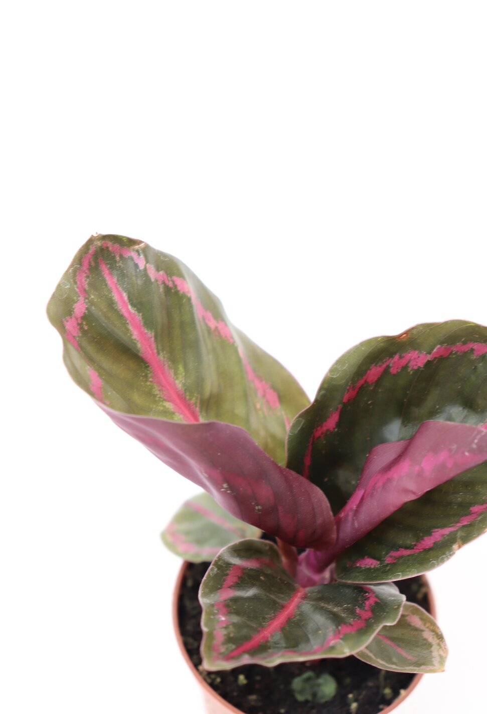 Calathea roseopicta 'Illustrious' - Image 2