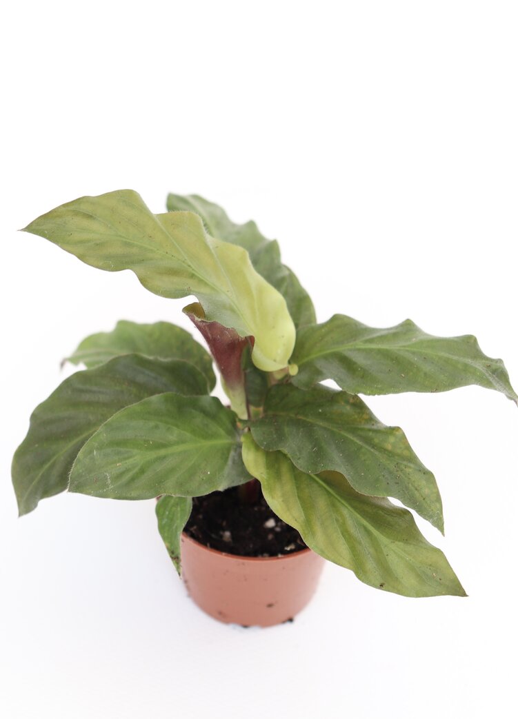 Calathea rufibarba - Image 3