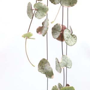 Ceropegia woodii 'Marlies' variegata