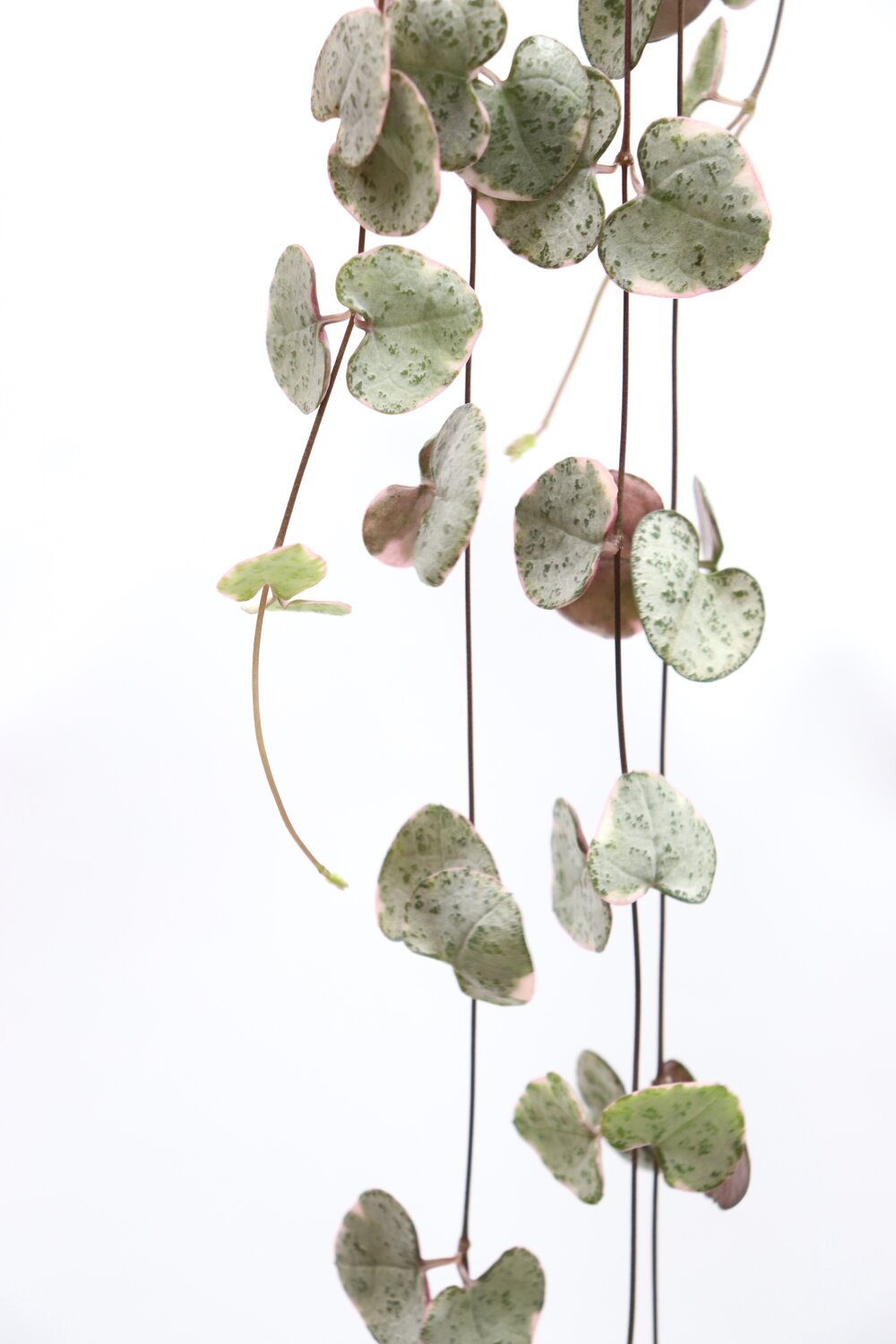 Ceropegia woodii 'Marlies' variegata