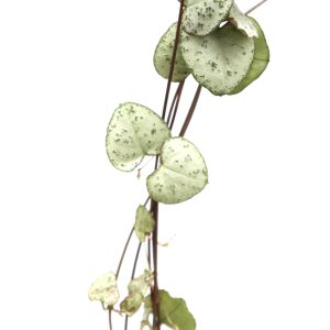 Ceropegia woodii ‘String of hearts’