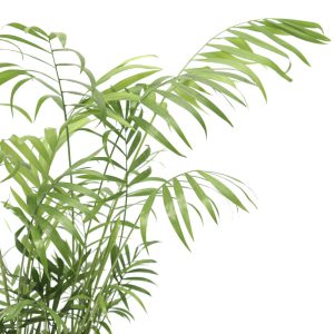 Chamaedorea elegans