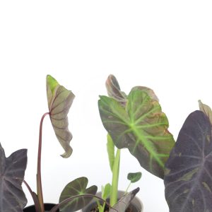 Colocasia