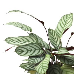 Ctenanthe oppenheimiana