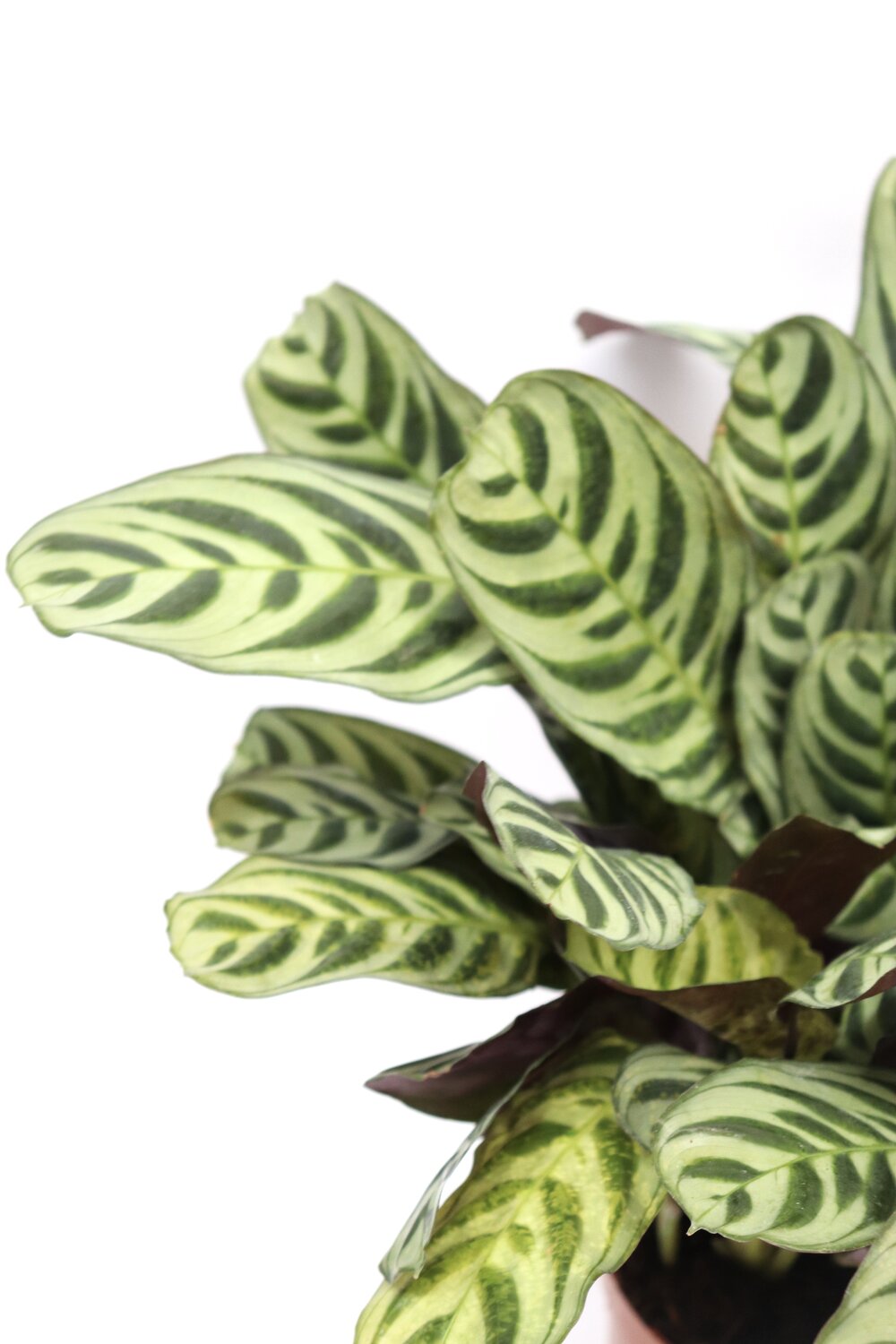 Ctenanthe burle-marxii