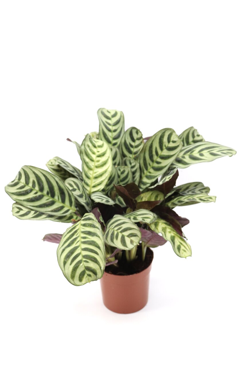 Ctenanthe burle-marxii - Image 4