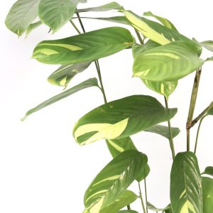 Ctenanthe lubbersiana