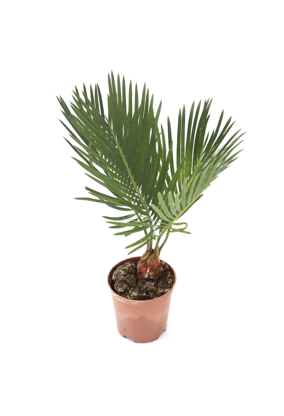 Cyca revoluta - Image 2