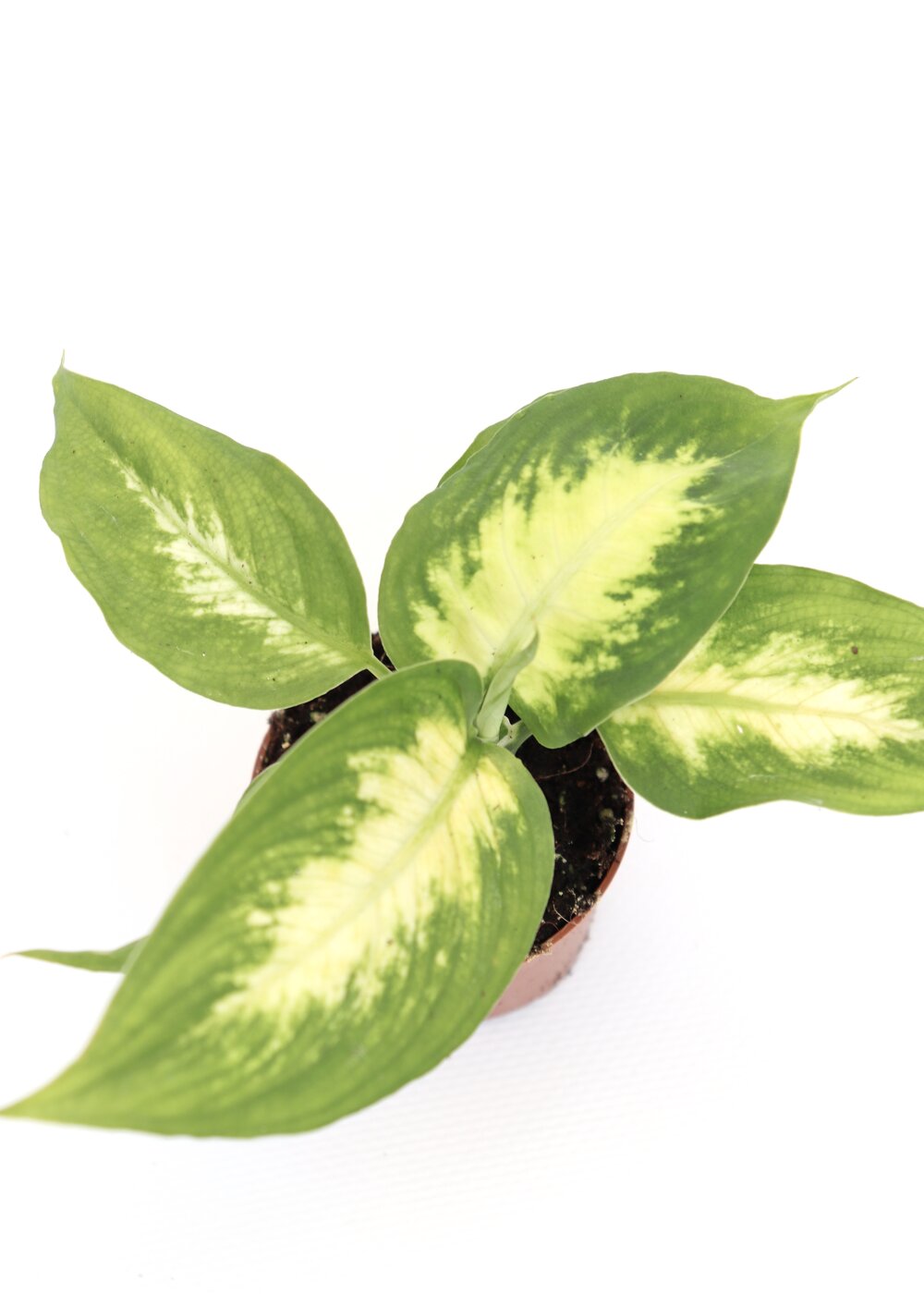 Dieffenbachia 'Camilla' - Image 4