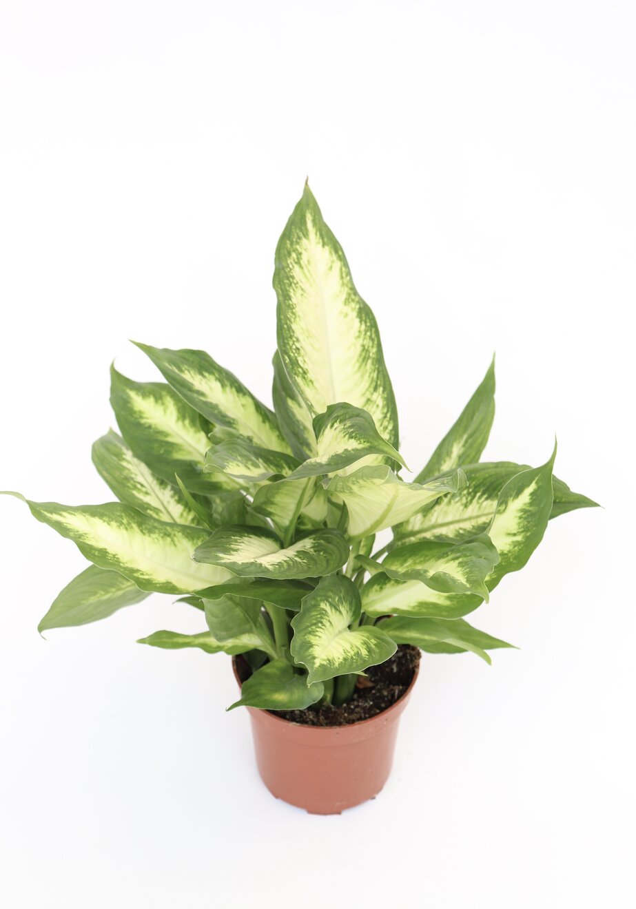 Dieffenbachia 'Camilla' - Image 5