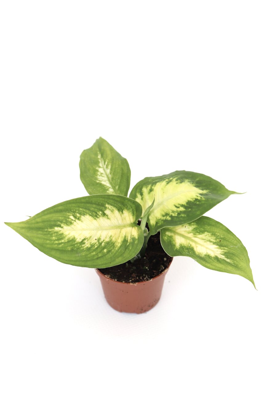 Dieffenbachia 'Camilla' - Image 3