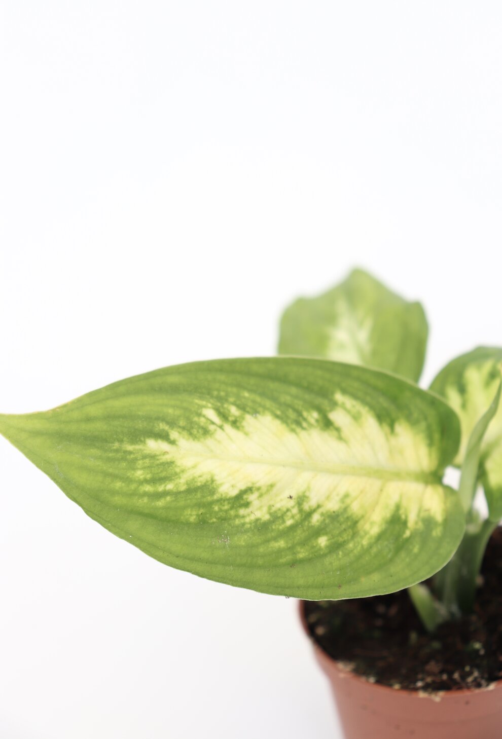 Dieffenbachia 'Camilla' - Image 2