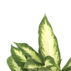 Dieffenbachia 'Camilla'