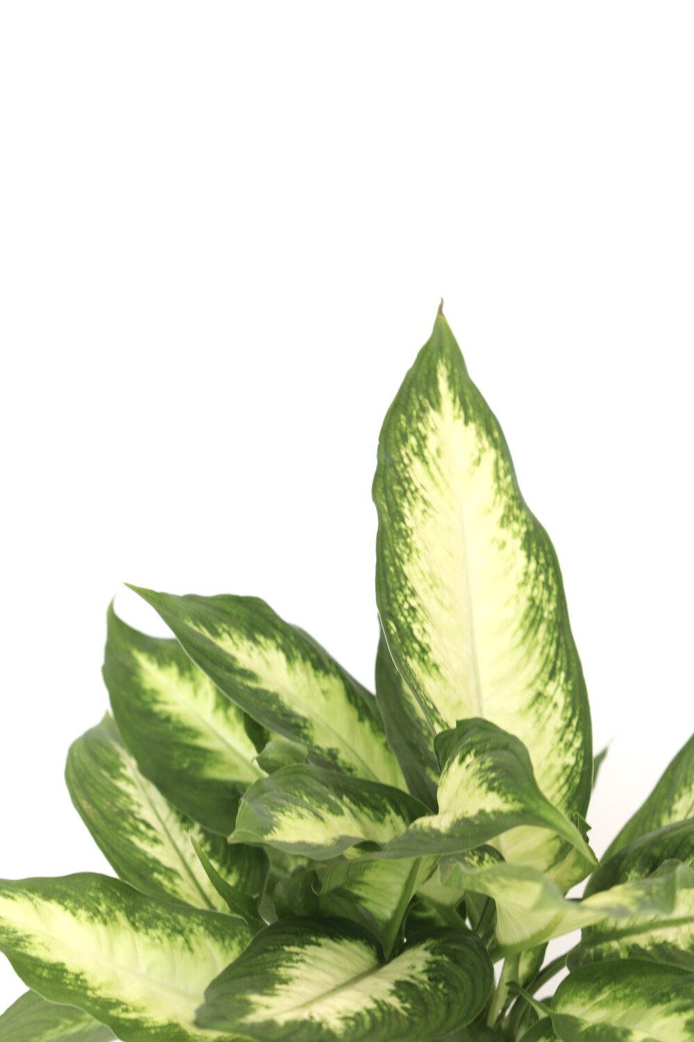 Dieffenbachia 'Camilla'