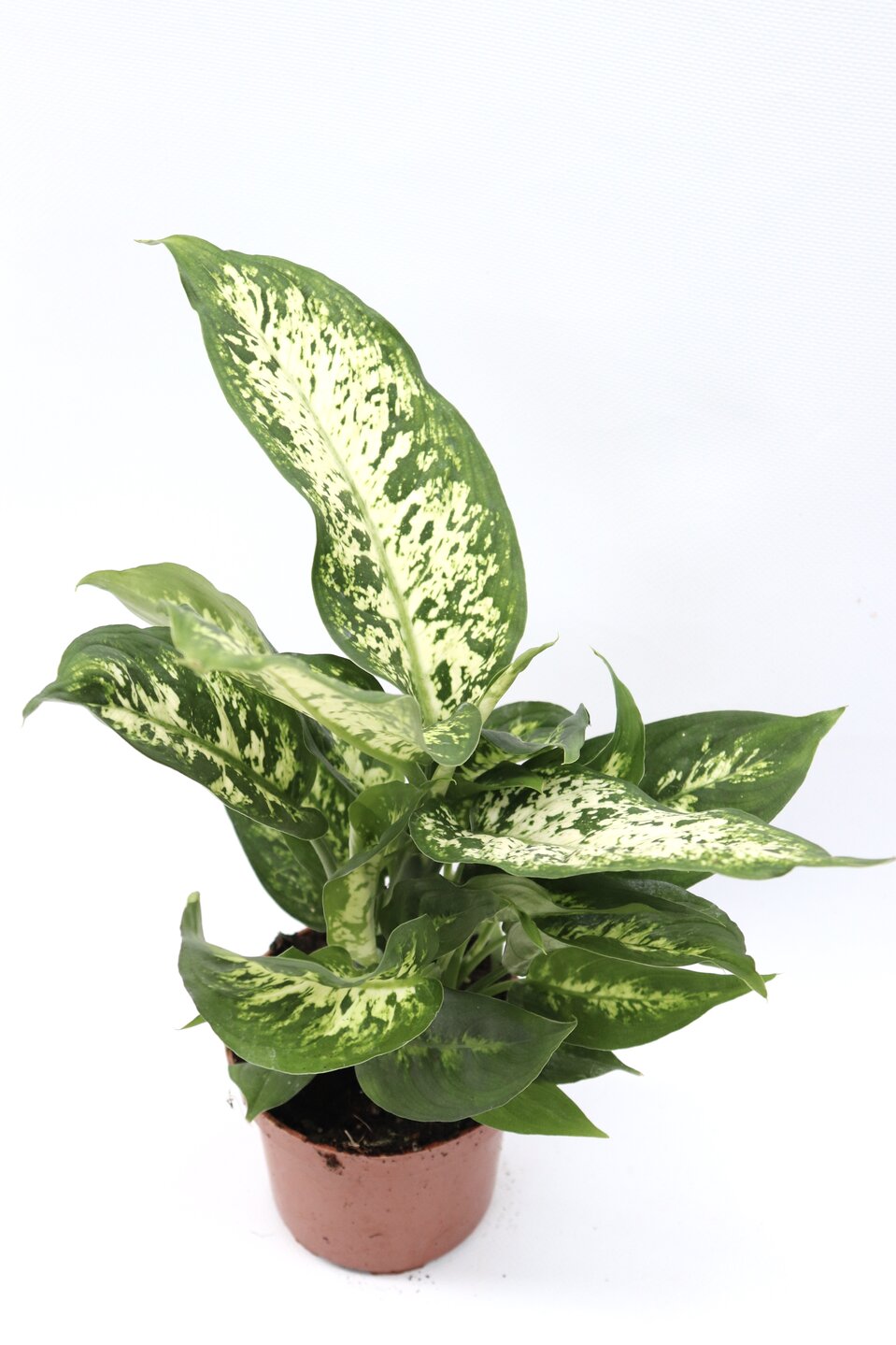 rsz_dieffenbachia_compacta-v12