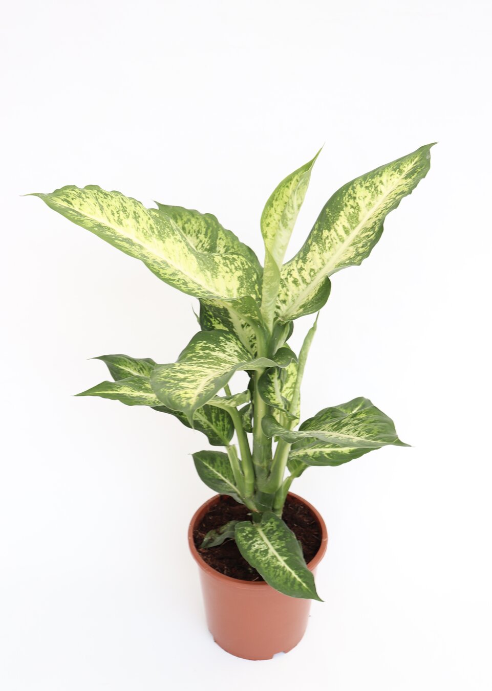 Dieffenbachia 'Mars' - Image 2