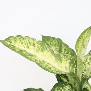 Dieffenbachia 'Mars'