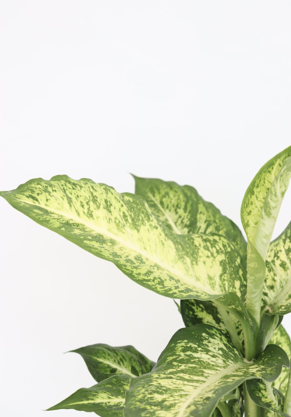 Dieffenbachia 'Mars'