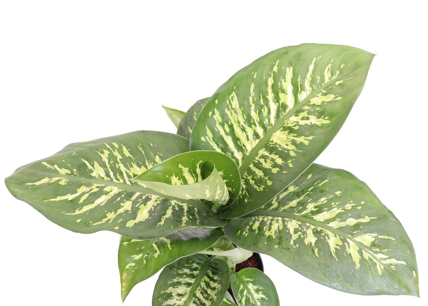Dieffenbachia 'Tropic snow' - Image 5