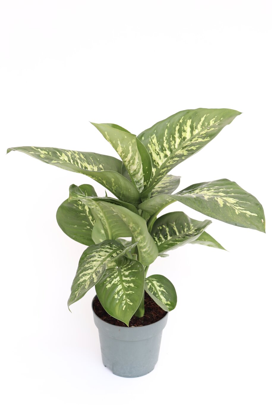 Dieffenbachia 'Tropic snow' - Image 6