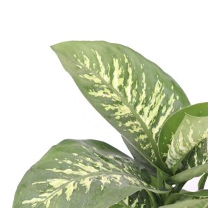 Dieffenbachia 'Tropic snow'