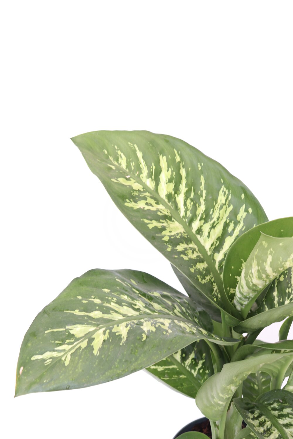 Dieffenbachia 'Tropic snow'