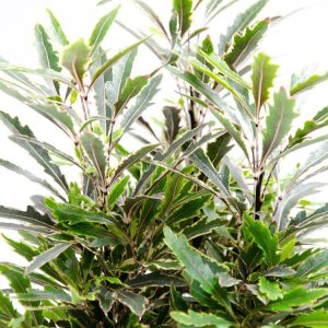 Dizygotheca