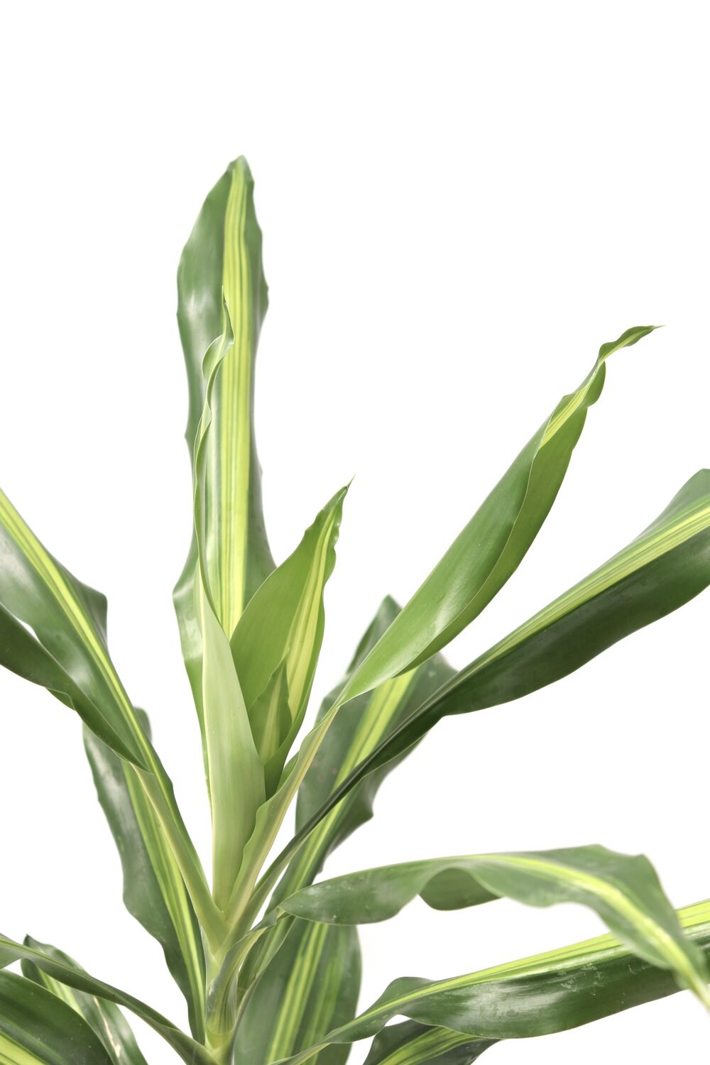 Dracaena fragrans 'Burley' - Image 2