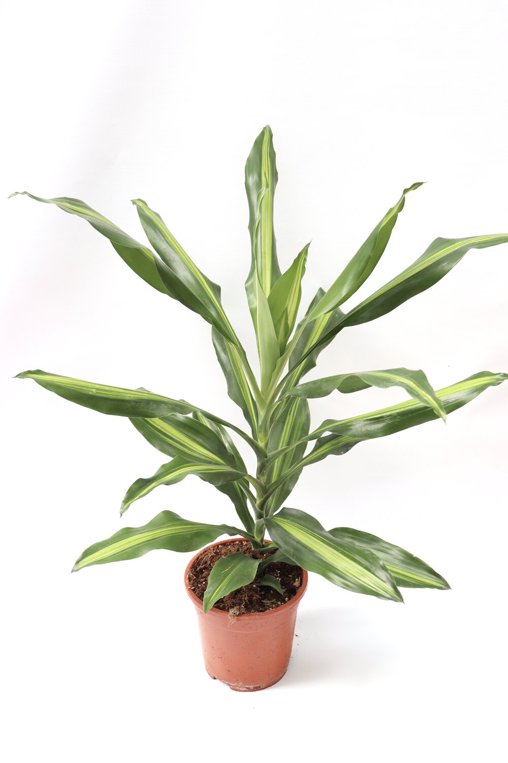 Dracaena fragrans 'Burley' - Image 3
