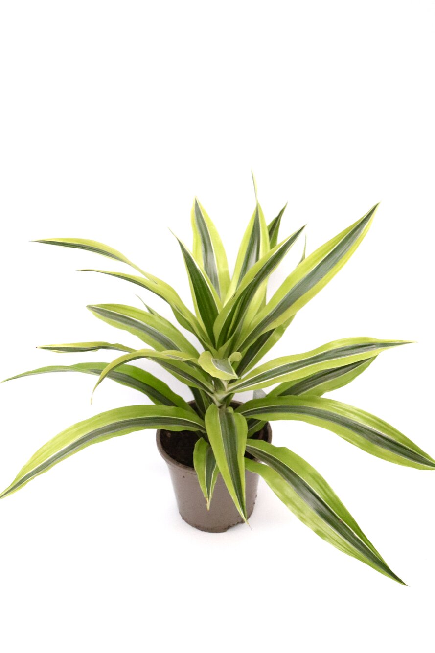 Dracaena fragrans 'Lemon lime' - Image 9