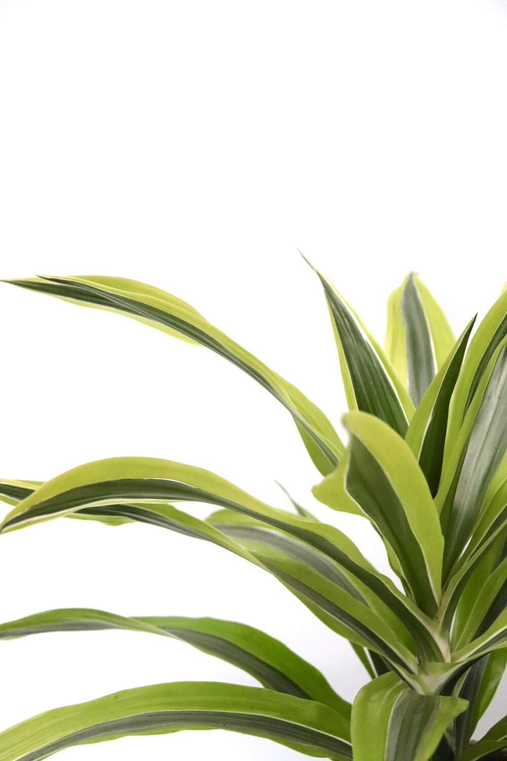 Dracaena fragrans 'Lemon lime' - Image 8