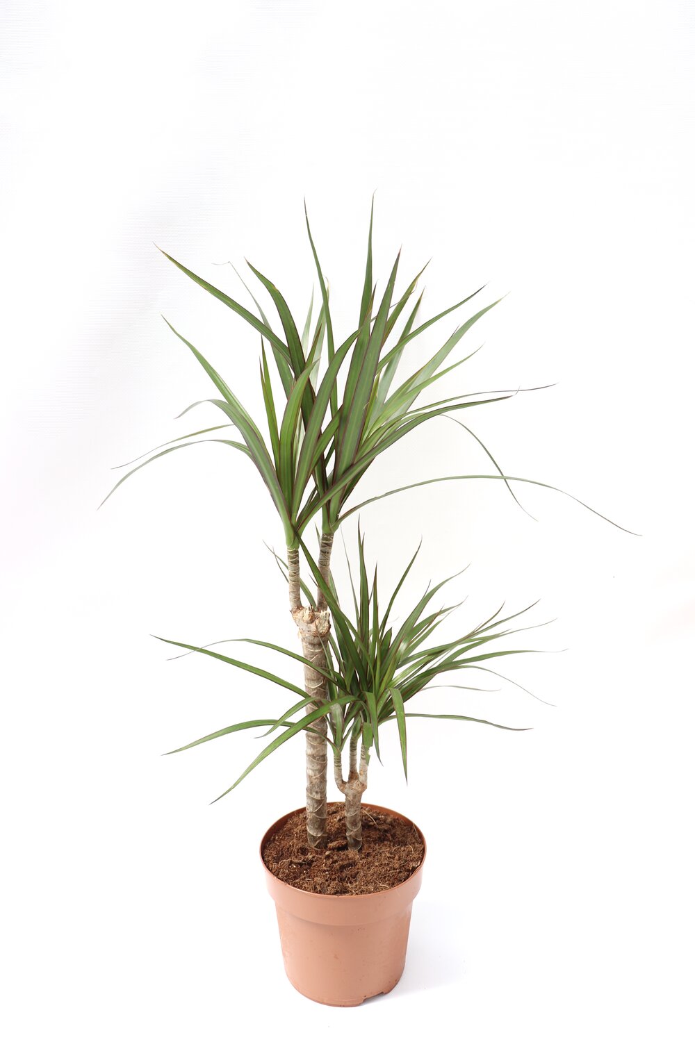 Dracaena marginata 'Red Edge' - Image 4