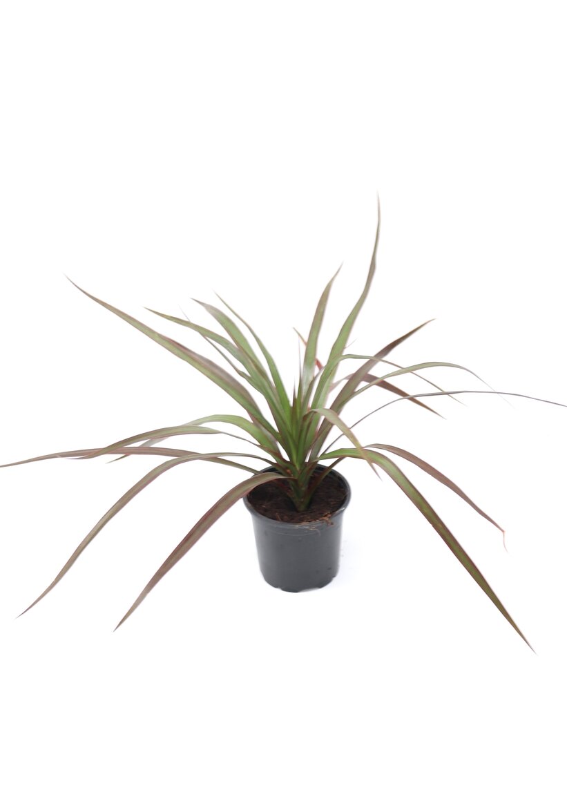 Dracaena marginata 'Red Edge' - Image 3