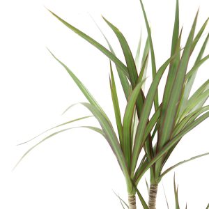 Dracaena marginata 'Red Edge'