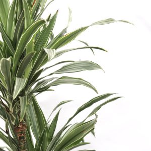 Dracaena deremensis 'Warneckii'