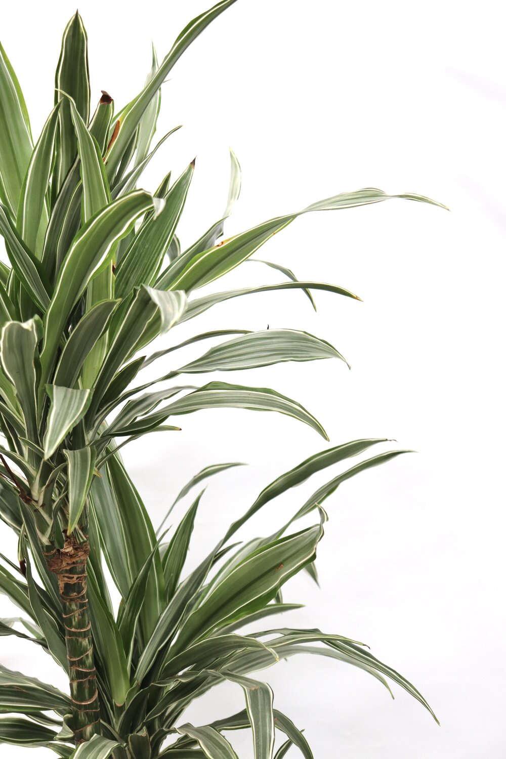 Dracaena deremensis 'Warneckii'