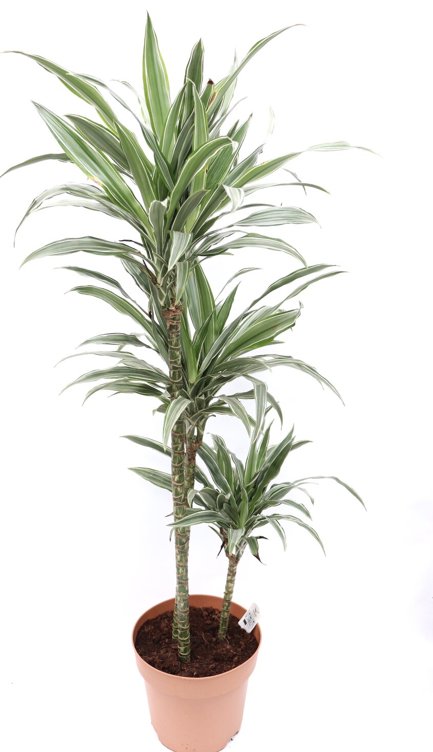 Dracaena deremensis 'Warneckii' - Image 2