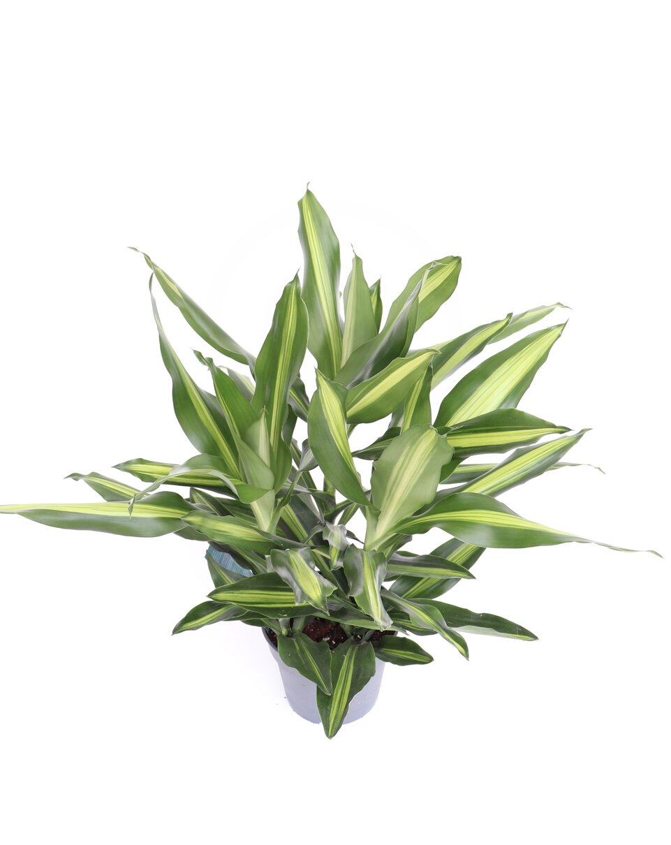 Dracaena fragrans 'Burley' - Image 4