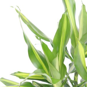 Dracaena fragrans 'Burley'