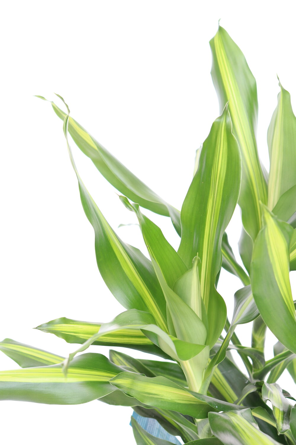 Dracaena fragrans 'Burley'
