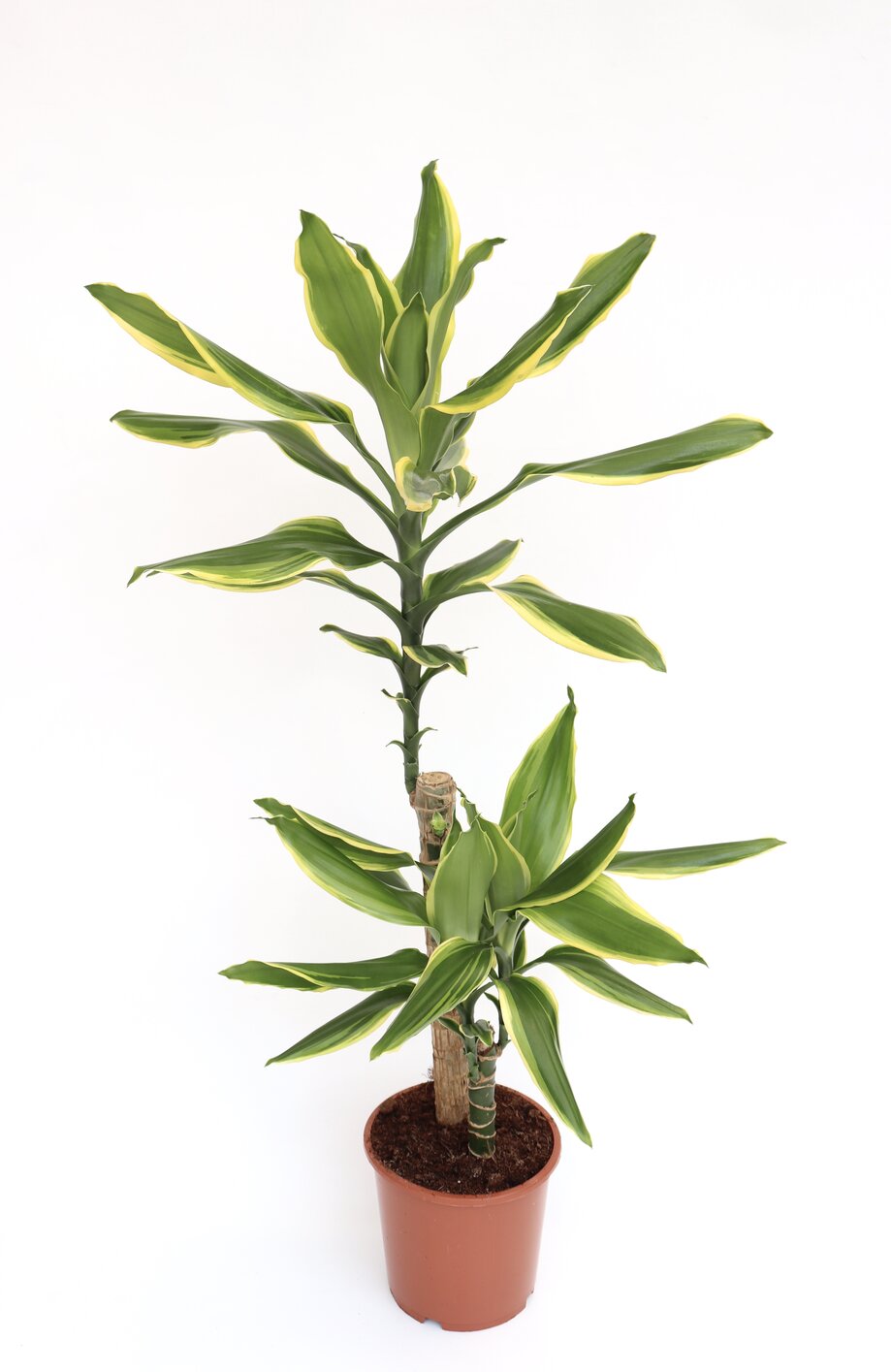dracaena_fragans_golden_coast-v17