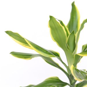 Dracaena fragrans 'Golden Coast'