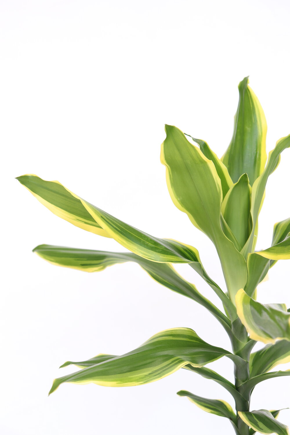 Dracaena fragrans 'Golden Coast'