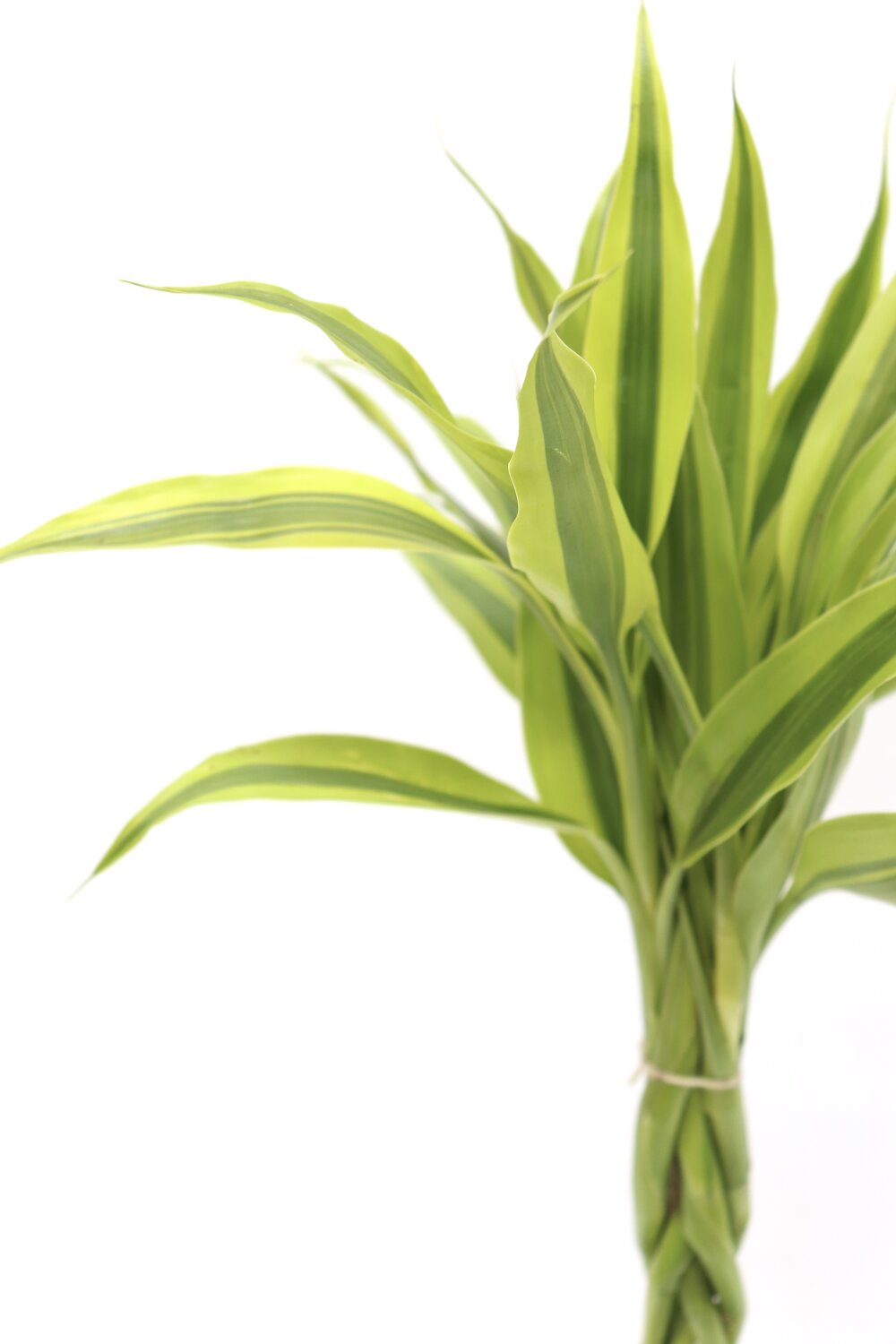 Dracaena fragrans 'Lemon lime' - Image 6
