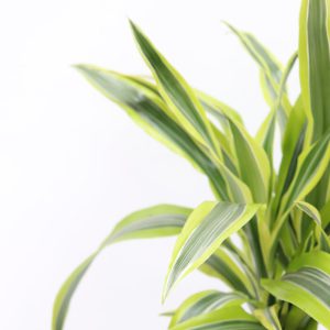 Dracaena fragrans 'Lemon lime'
