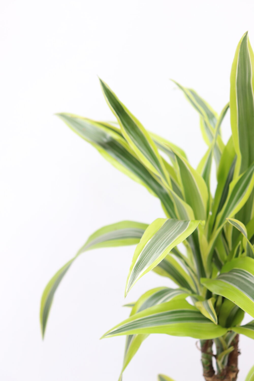 Dracaena fragrans 'Lemon lime'