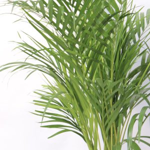 dypsis-v21-zoom-planthiza