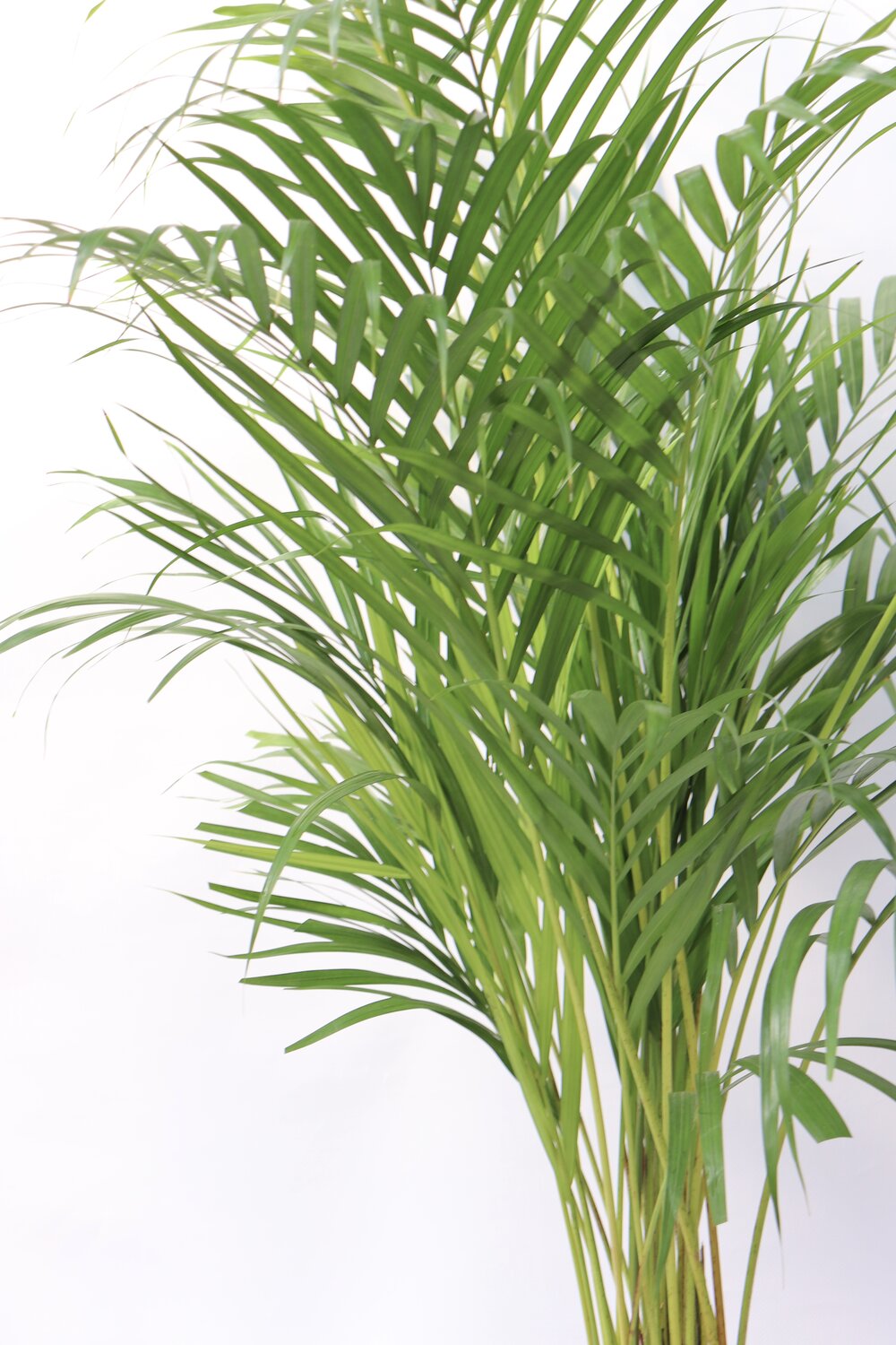 dypsis-v21-zoom-planthiza