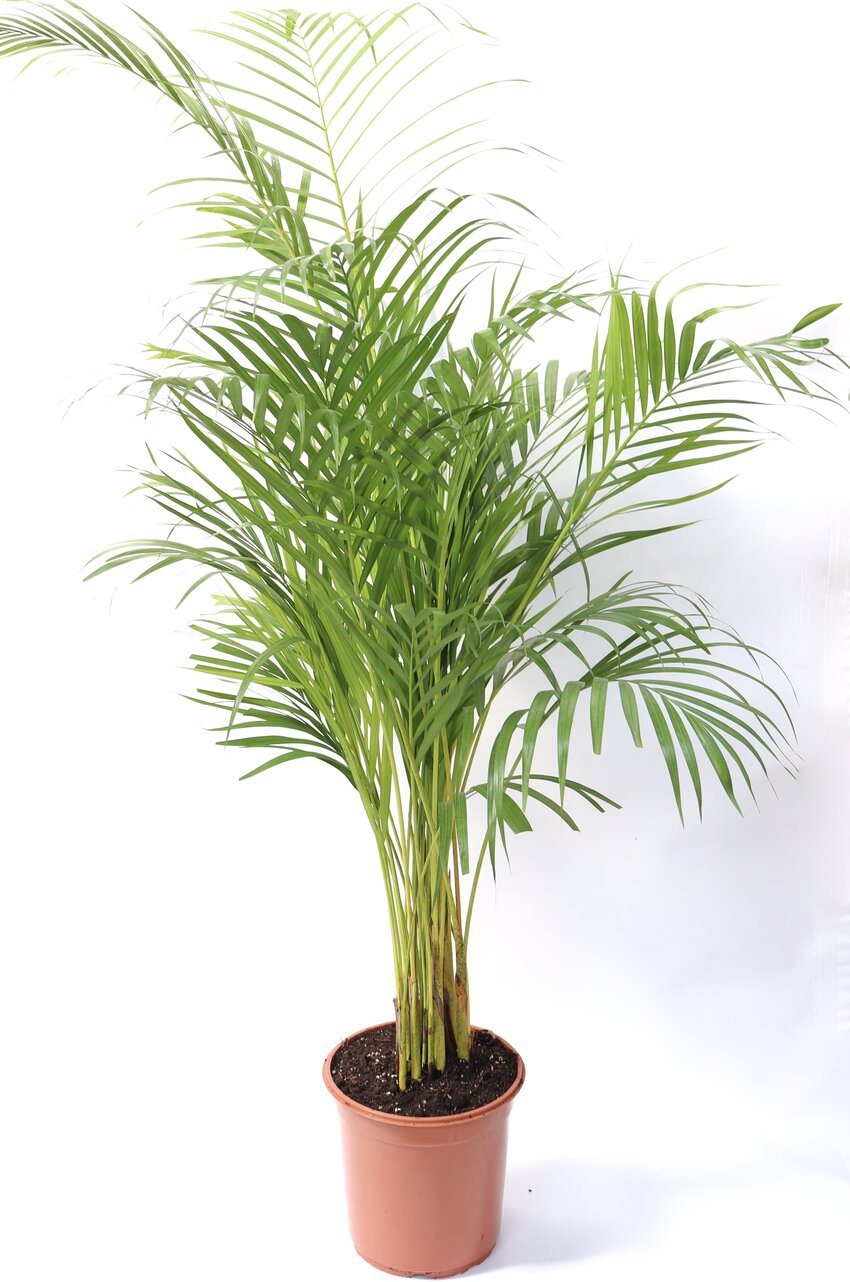 Dypsis ou palmeira de salão