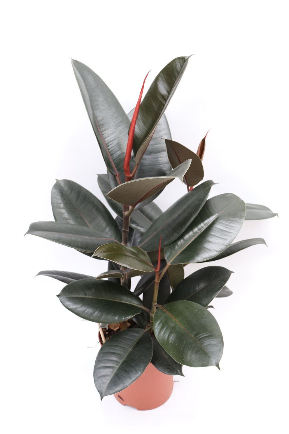 Ficus elastica 'Abidjan' - Image 8